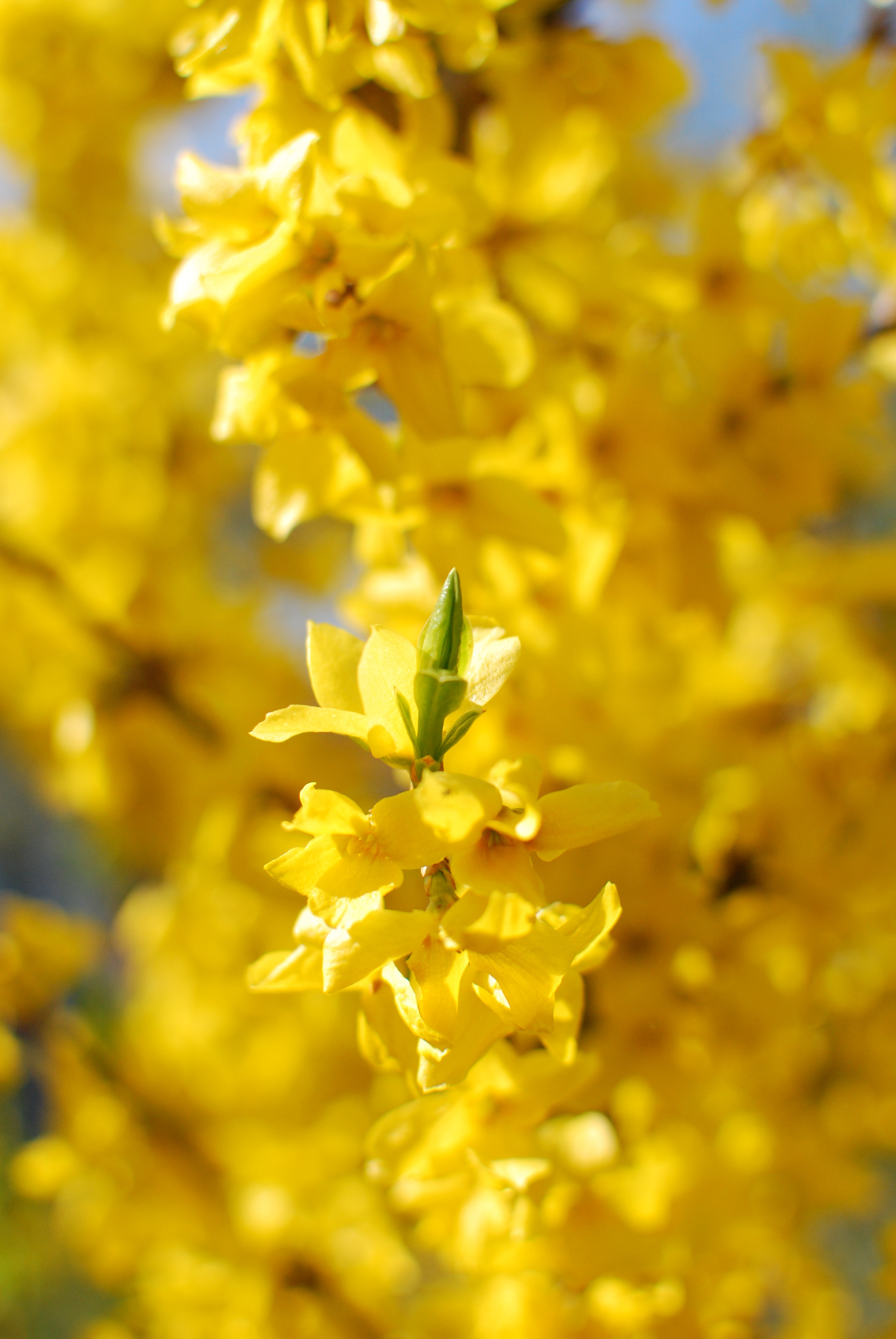 Yellow laburnum in bloom free image download