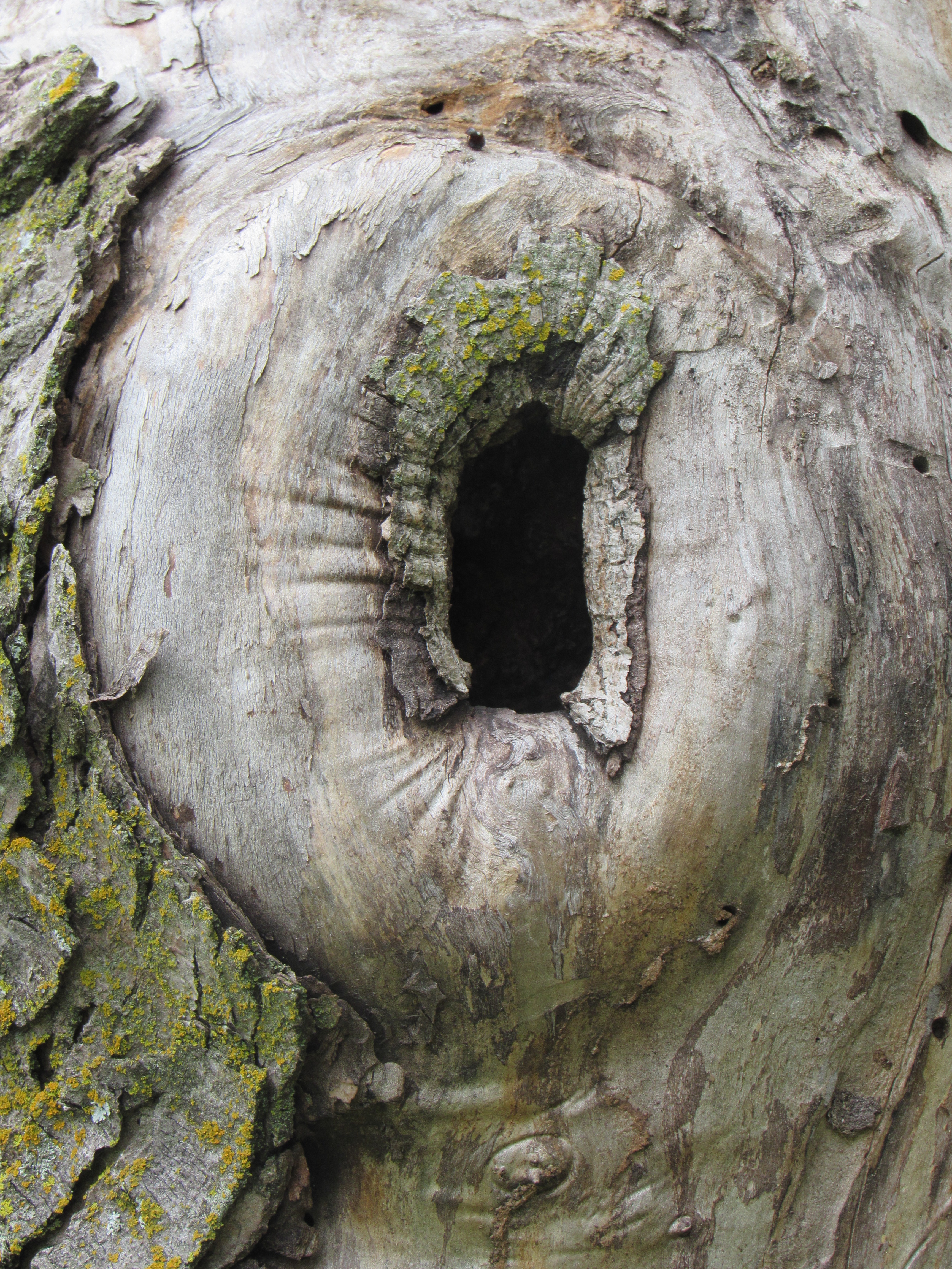 Big tree hole free image download