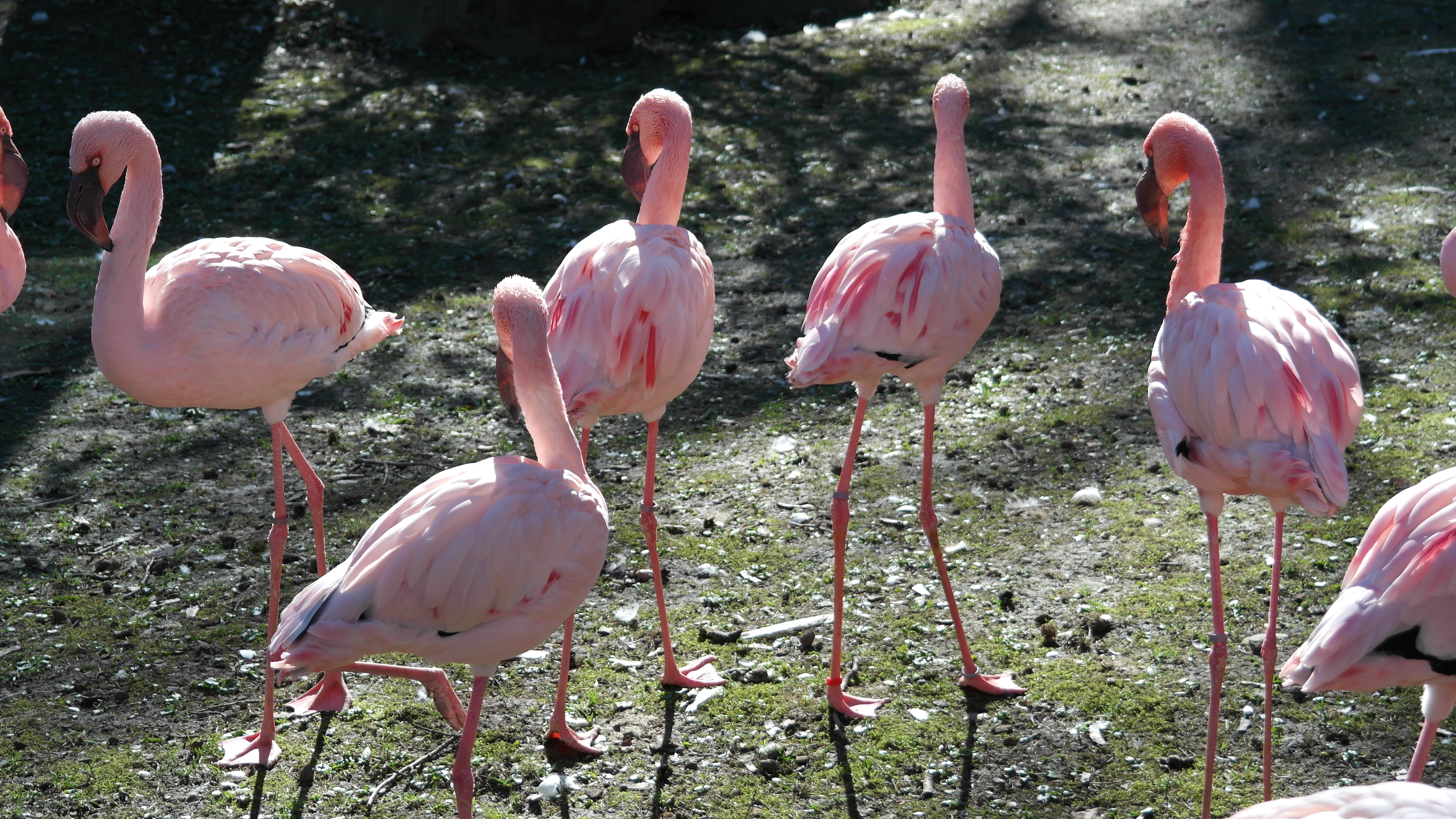 Фламинго в Хакасии