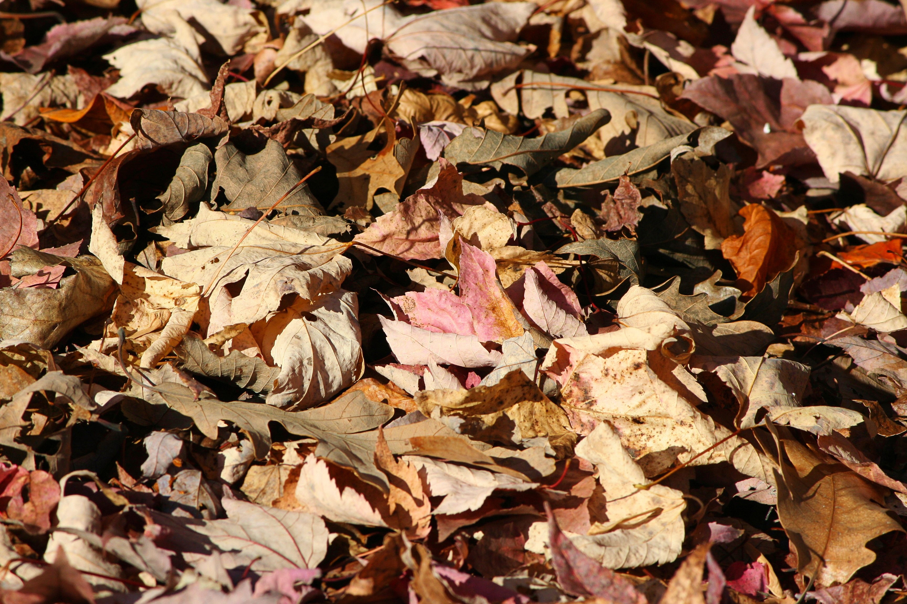 Опавшие листья