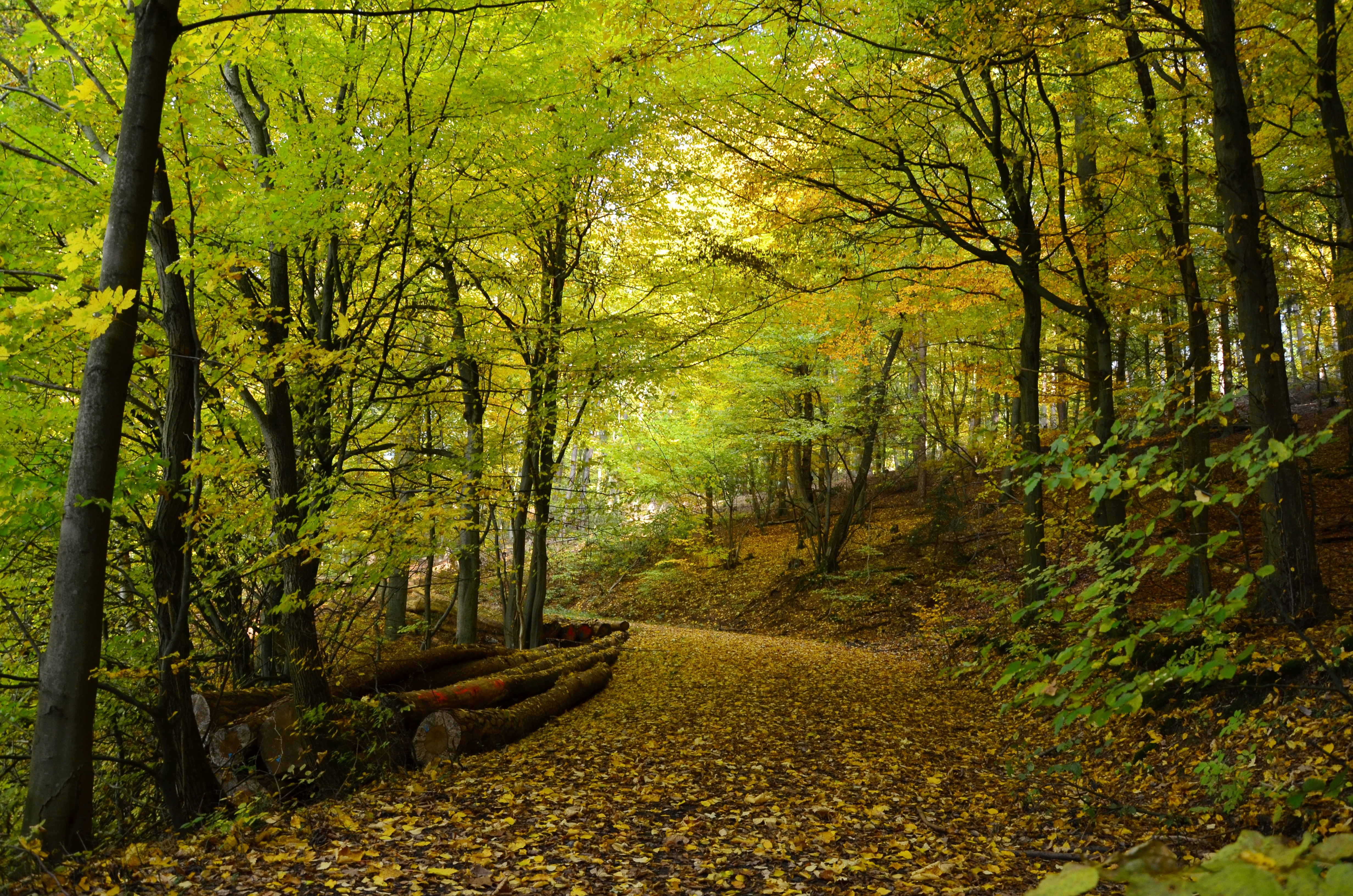 Beautiful Autumn Forest Path Free Image
