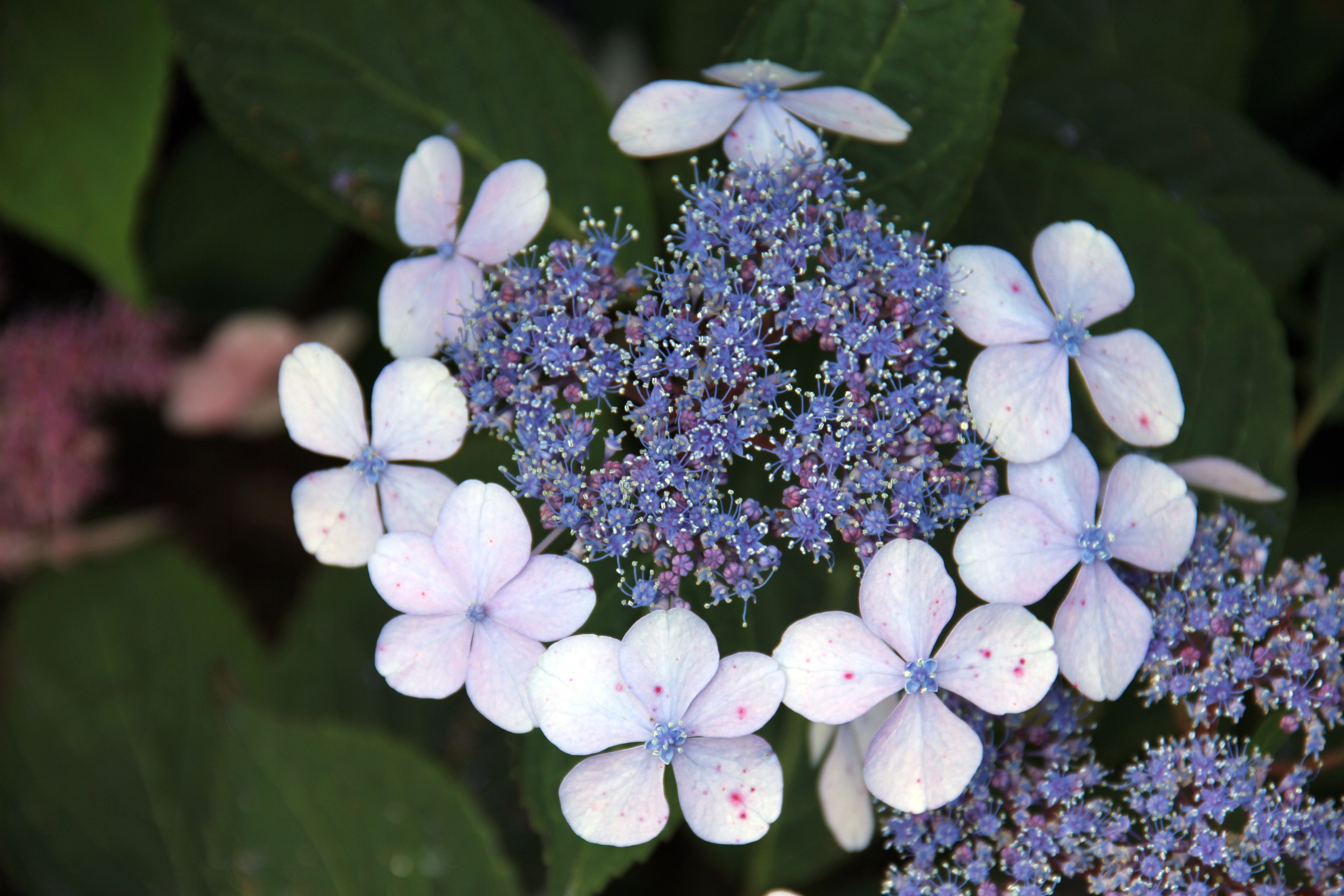 Unusual blue flower free image download