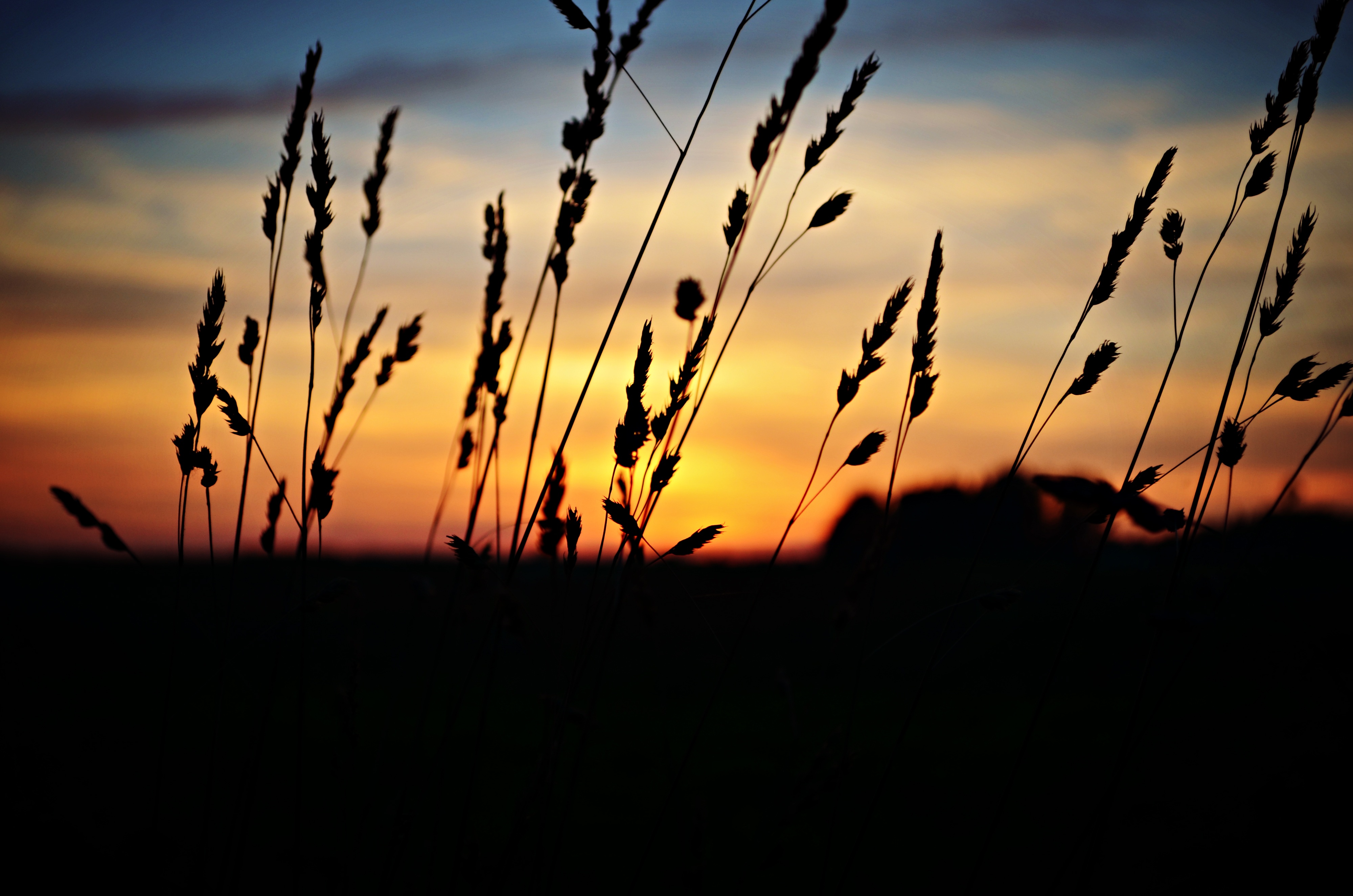 Sunset over wild meadow free image download