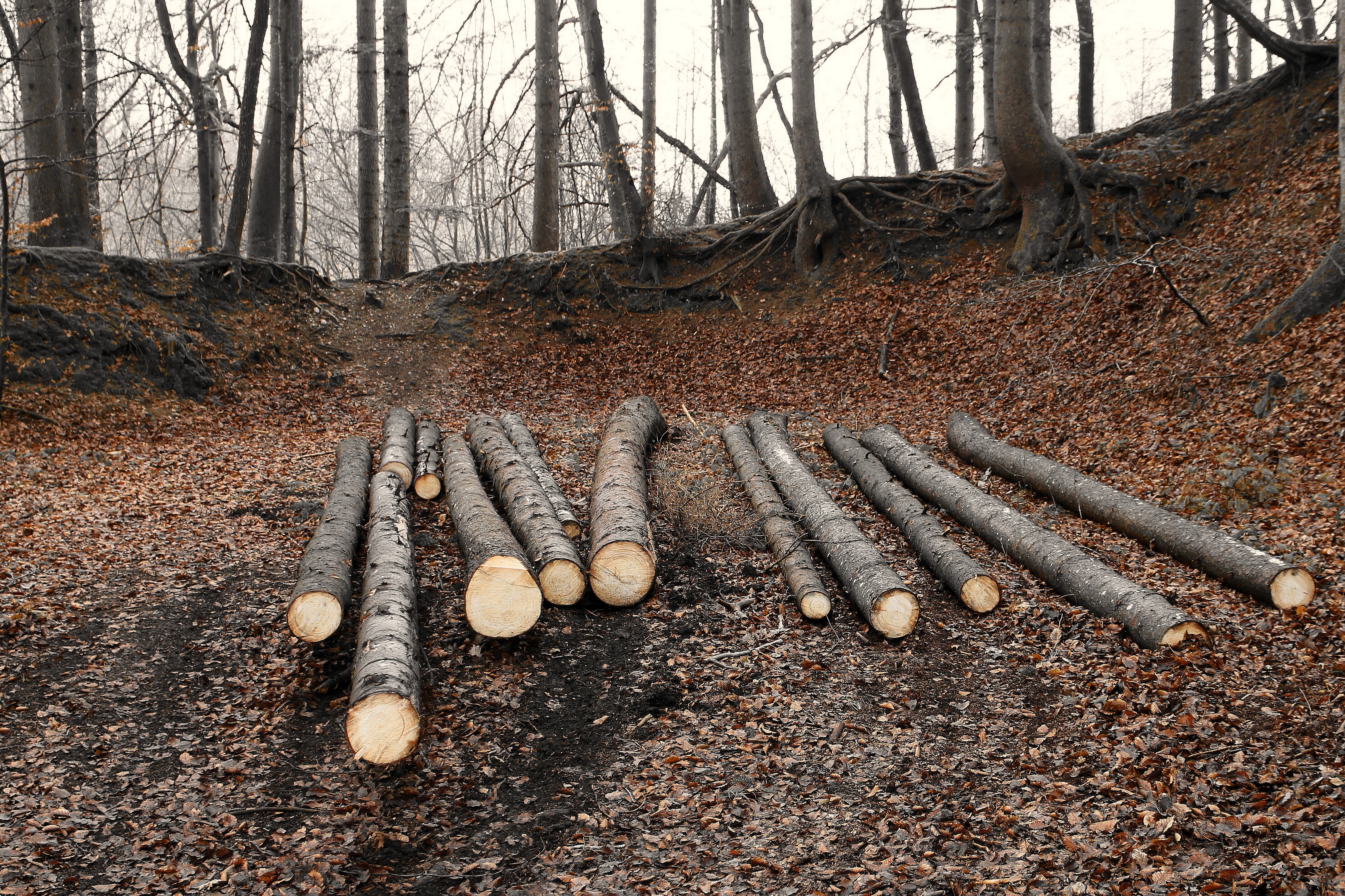 Деревянные столбики в лесу