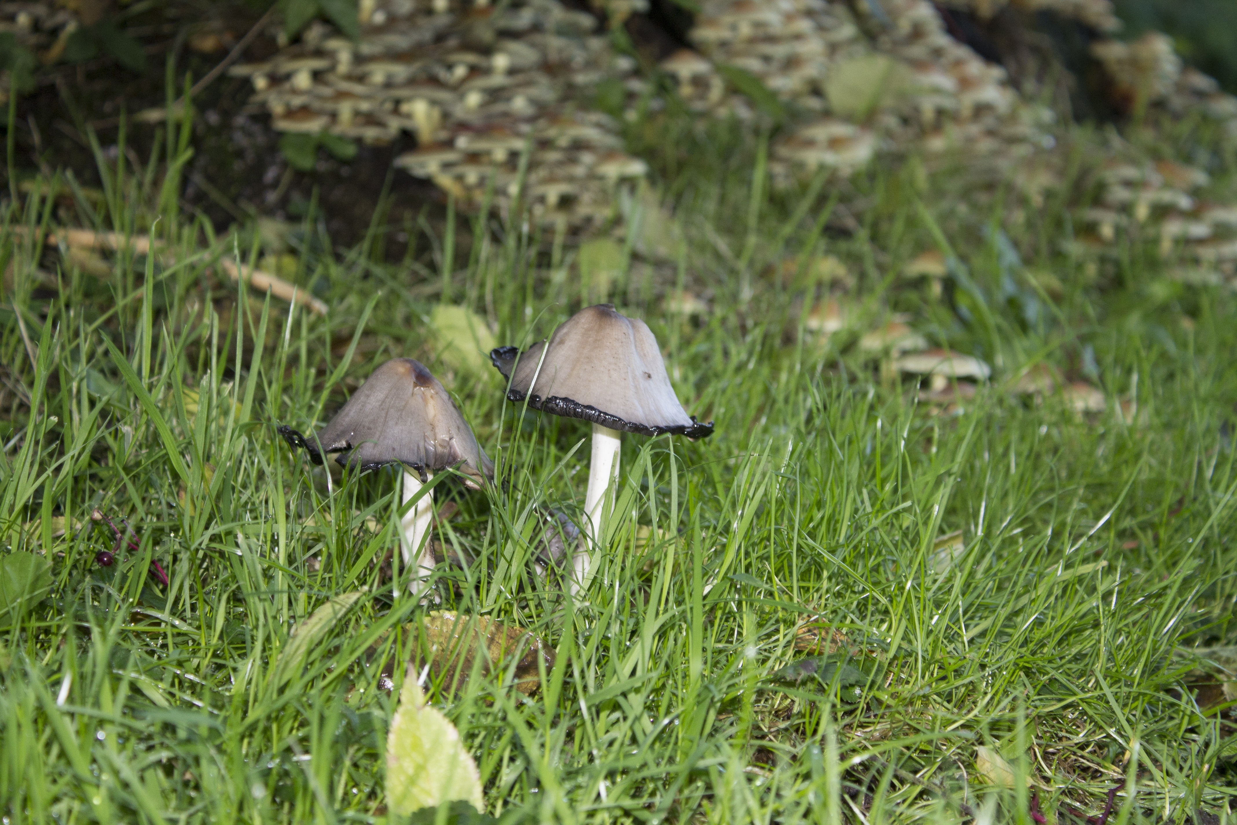 Маленькие серые грибы