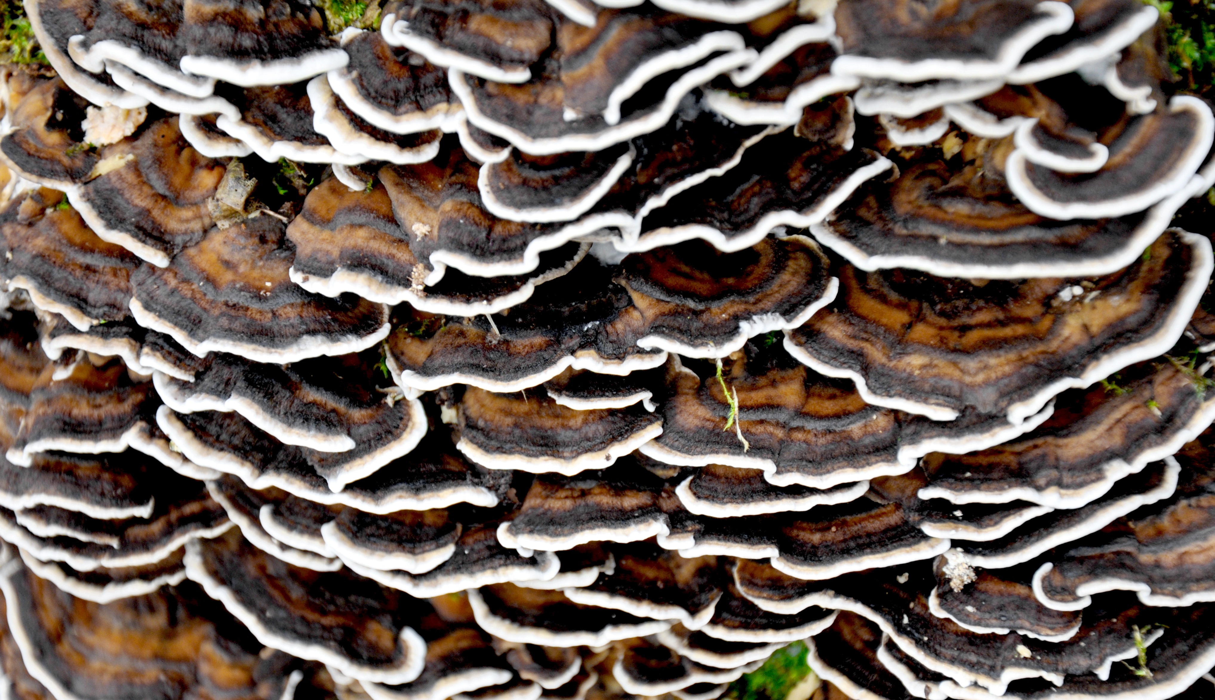 Tree fungi in the forest close up free image download