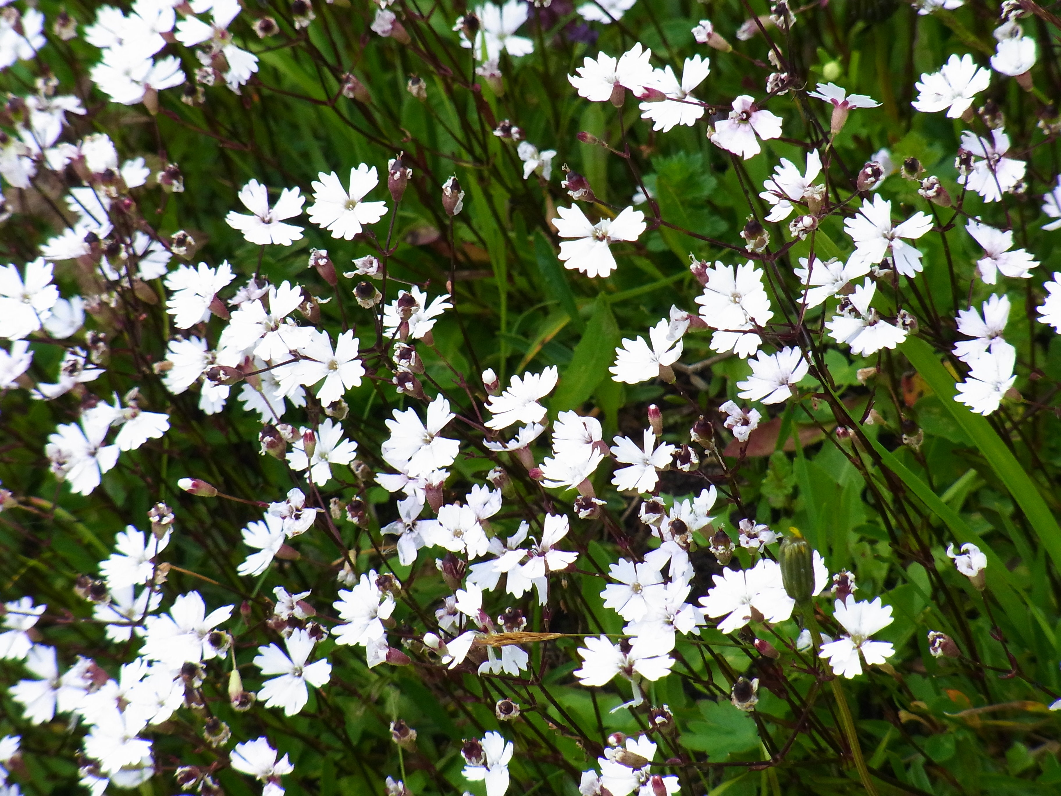 Мелкие белые цветочки дикорастущие