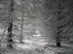 path between snowy trees