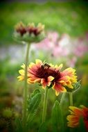 process of flower pollination