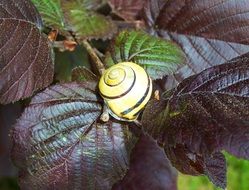 snail sits on purple-maroon leaves