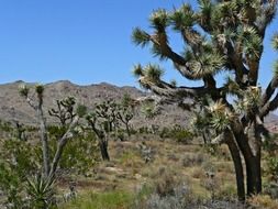 beautiful trees in joshua national park