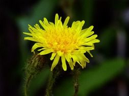 yellow dandelion in the wild