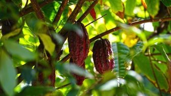 cocoa beans on the branches of plants