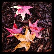 Yellow and red leaves in the fall