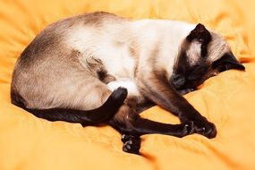 Siamese cat is relaxing