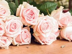extraordinarily beautiful rose flowers