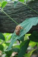 small cicada on green leaf, macro