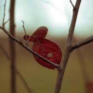 autumn tree twig closeup