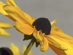 yellow cone flower plant macro