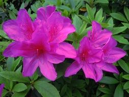 azaleas purple flowers