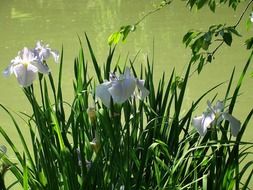 flower on the pond