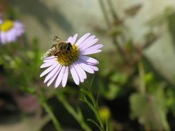 bee on daisy close up