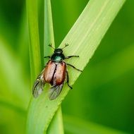 brown winged beetle