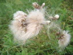 hairy plant with fluffy seeds on the field