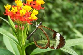 butterfly with transparent wings on a flower close-up