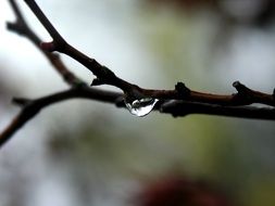 a drop of water is hanging from a tree branch