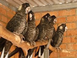 Beautiful, brown and white parrots in captivity