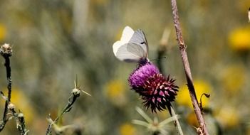 white delicate butterfly on a wild flower