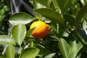 orange fruit on tree