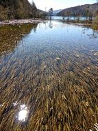 water reeds lake