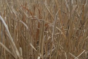 dry grass close up