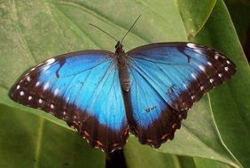 Beautiful blue morpho butterfly on the plant