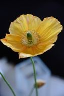 yellow poppy