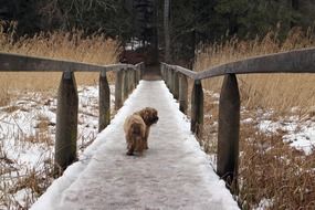 tibetan terrier on a wooden bridge in winter