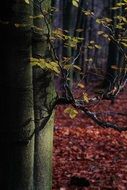 Colorful plants with colorful leaves in the beautiful forest in autumn