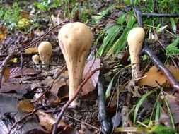 Mushrooms near the stones in the forest