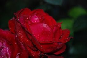 red flower with water drops macro
