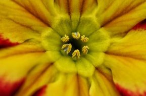 Macro photo of anemone flower