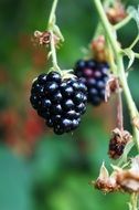 black blackberries in the garden