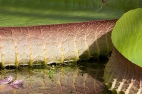 giant water lily leaves