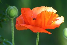 closeup picture of flowering poppy on a green background