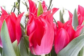 cute pink tulips bloom