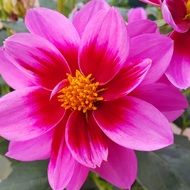 Beautiful and colorful dahlia in spring