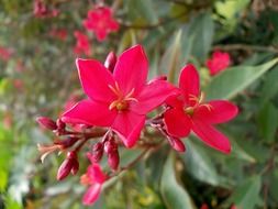 jatropha, exotic red flower, sri lanka