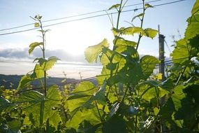 winegrowing summer scene