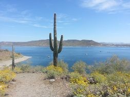 cactus on a mountain in America